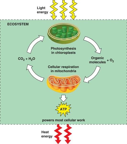 Photosynthesis - overview Overall purpose: