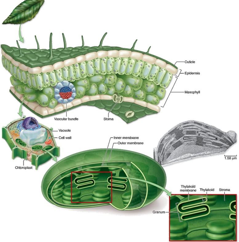 Photosynthesis chloroplast recap Outer membrane Inner