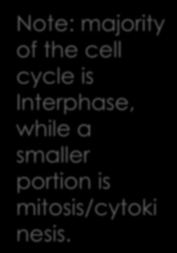 which consists of interphase, mitosis, and cytokinesis.