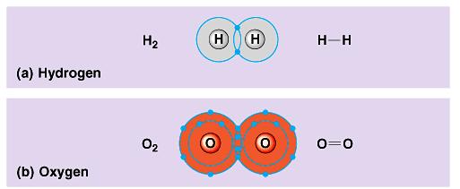 Chemical Bonds A covalent bond forms when electrons are shared between atoms.
