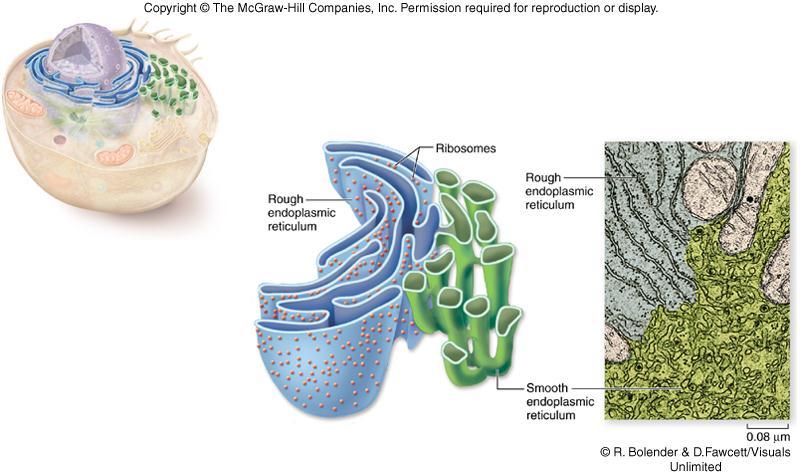 Endomembrane System 23 Endomembrane System Golgi apparatus -flattened stacks of interconnected membranes