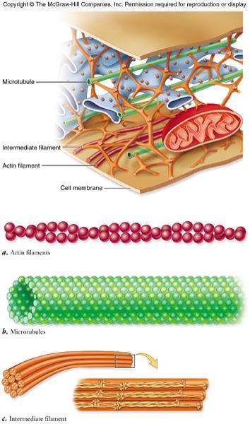 Cytoskeleton Cytoskeleton fibers include -actin filaments responsible for cellular contractions, crawling, pinching -microtubules