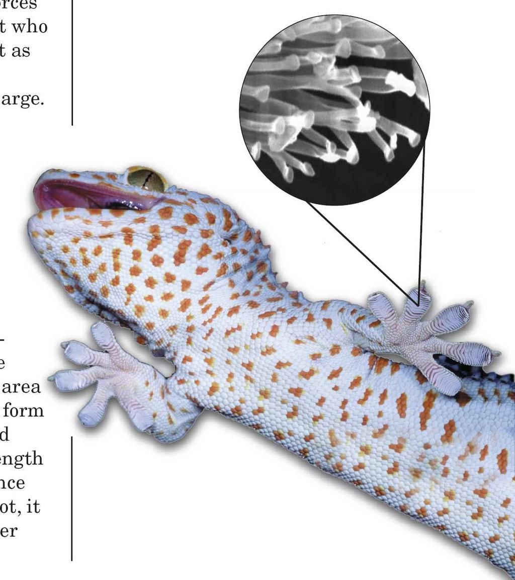 For example, van der Waals forces form between the molecules on the surface of a gecko s foot and the molecules on the