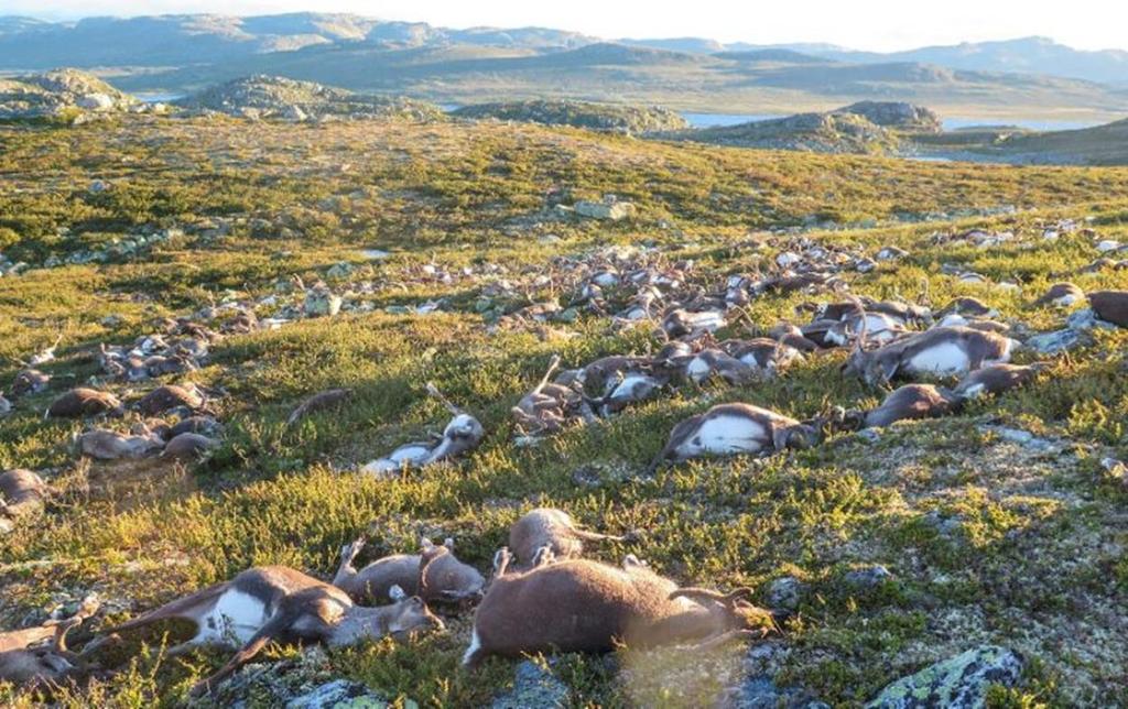 OSLO (AFP) - MORE THAN 300 WILD REINDEER HAVE BEEN KILLED BY LIGHTNING IN SOUTHERN NORWAY, OFFICIALS SAID MONDAY, IN THE LARGEST SUCH INCIDENT KNOWN TO DATE.