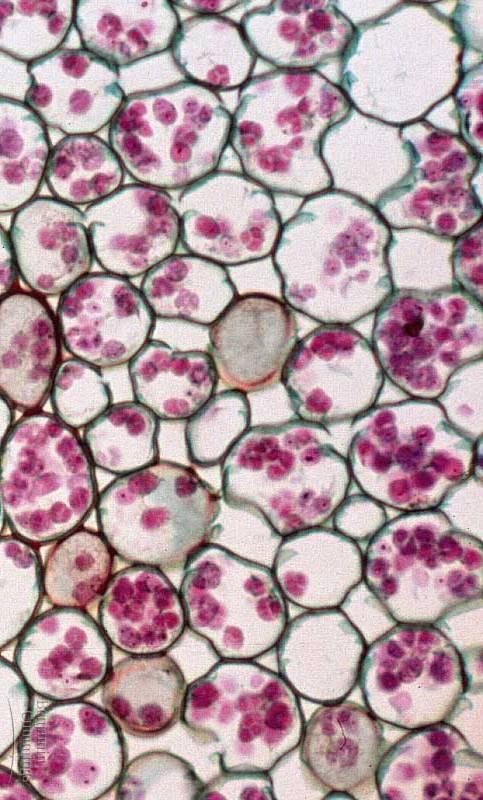 cell types in tissues Parenchyma typical plant cells = least