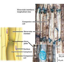 Transports materials in roots, stems & leaves Xylem