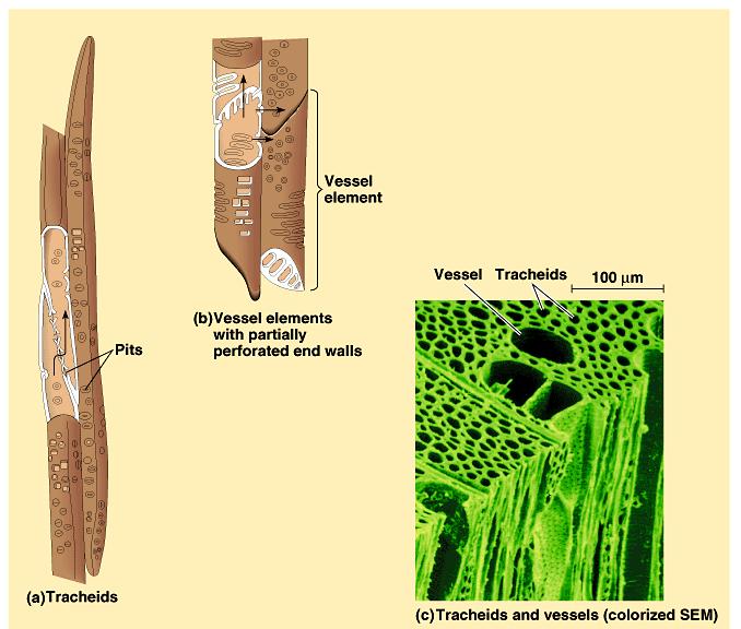 sugars (sucrose), amino acids tube-shaped living cells