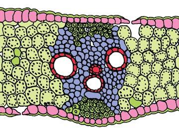 94 BIOLOGY isobilateral leaf, the stomata are present on both the surfaces of the epidermis; and the mesophyll is not differentiated into palisade and spongy parenchyma (Figure 6.8 b).