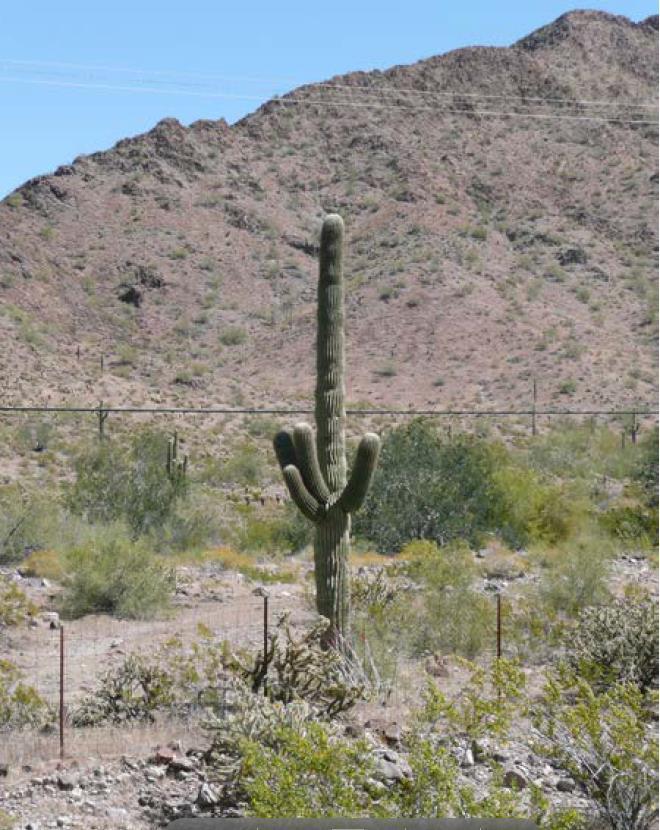 Figure 5. There are two types of vegetation cover is sporadic. 1, One type is a cactus (Saguaro).stands above the other vegetation.. mainly one large stem, with limited branches.