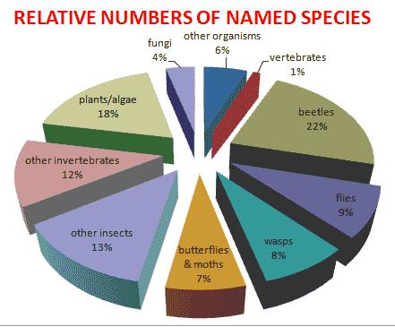 Biocontrol insects Nearly all USDA released biocontrol agents are beetles Beetles are most