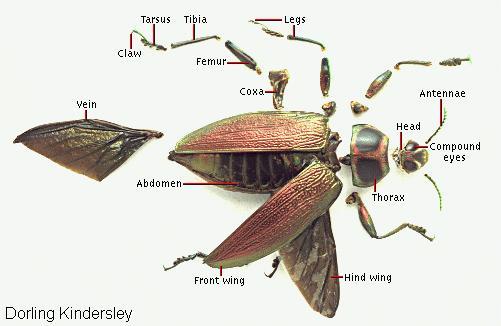 Beetle external anatomy Beetles have head, thorax that bears forewings & hindwings & abdomen