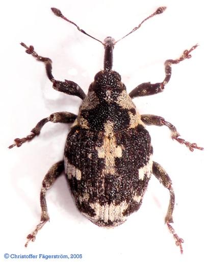 Ceutorhynchus litura, stem weevil of Canada thistle Setae (hairs) on all surfaces, including legs Tick like appearance