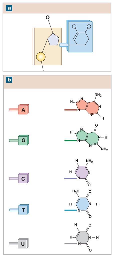 Figure 2-20a-b The Structure of Nucleic Acids.