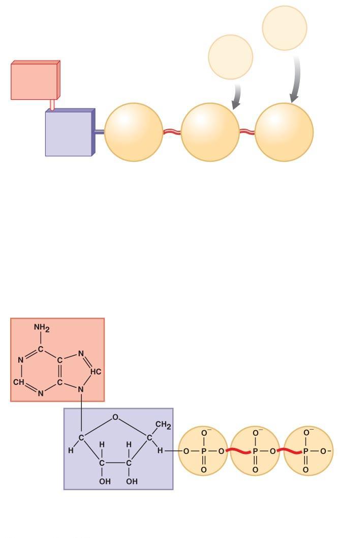 Figure 2-21 The Structure of ATP.