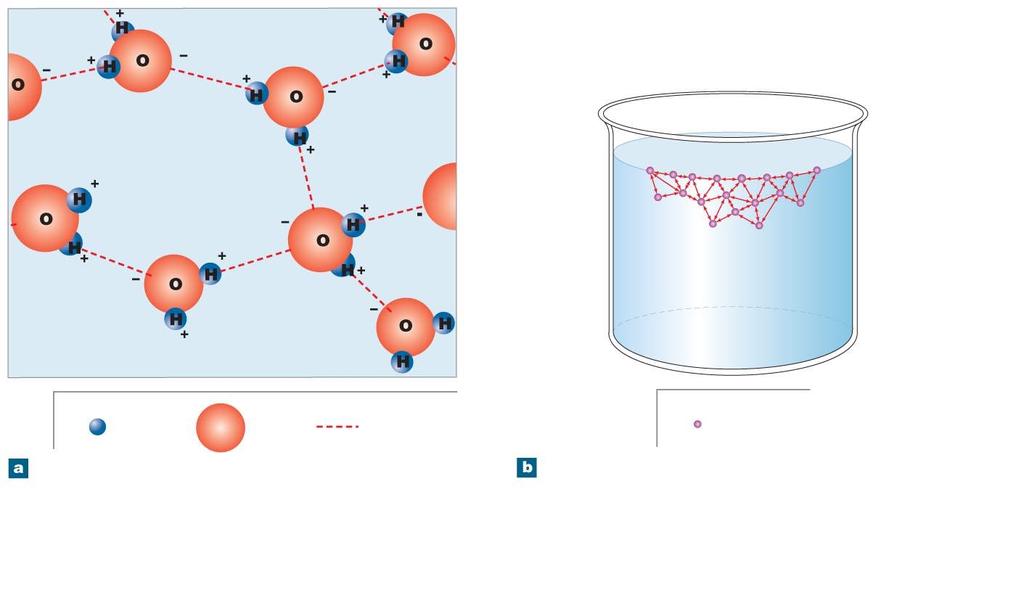 Figure 2-6 Hydrogen Bonds between Water Molecules.