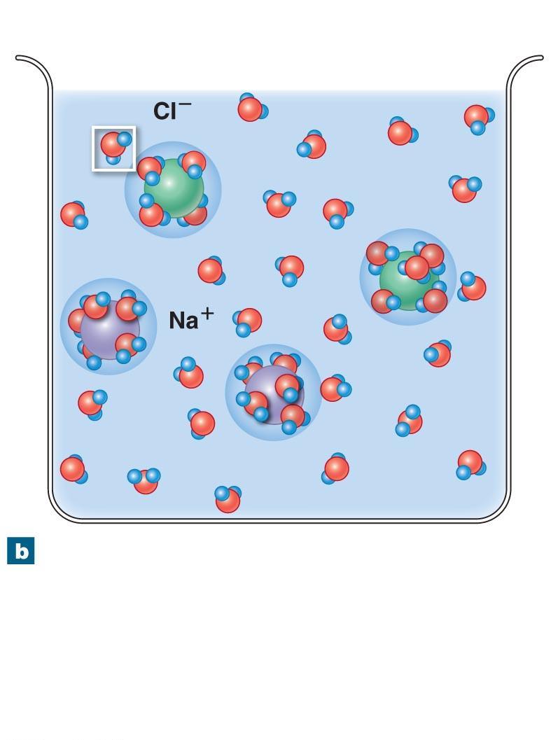 Figure 2-9b The Role of Water Molecules in Aqueous Solutions. Sphere of water molecules Sodium chloride in solution.