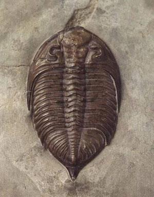 fossil must be widely distributed represent a type of organism that existed only