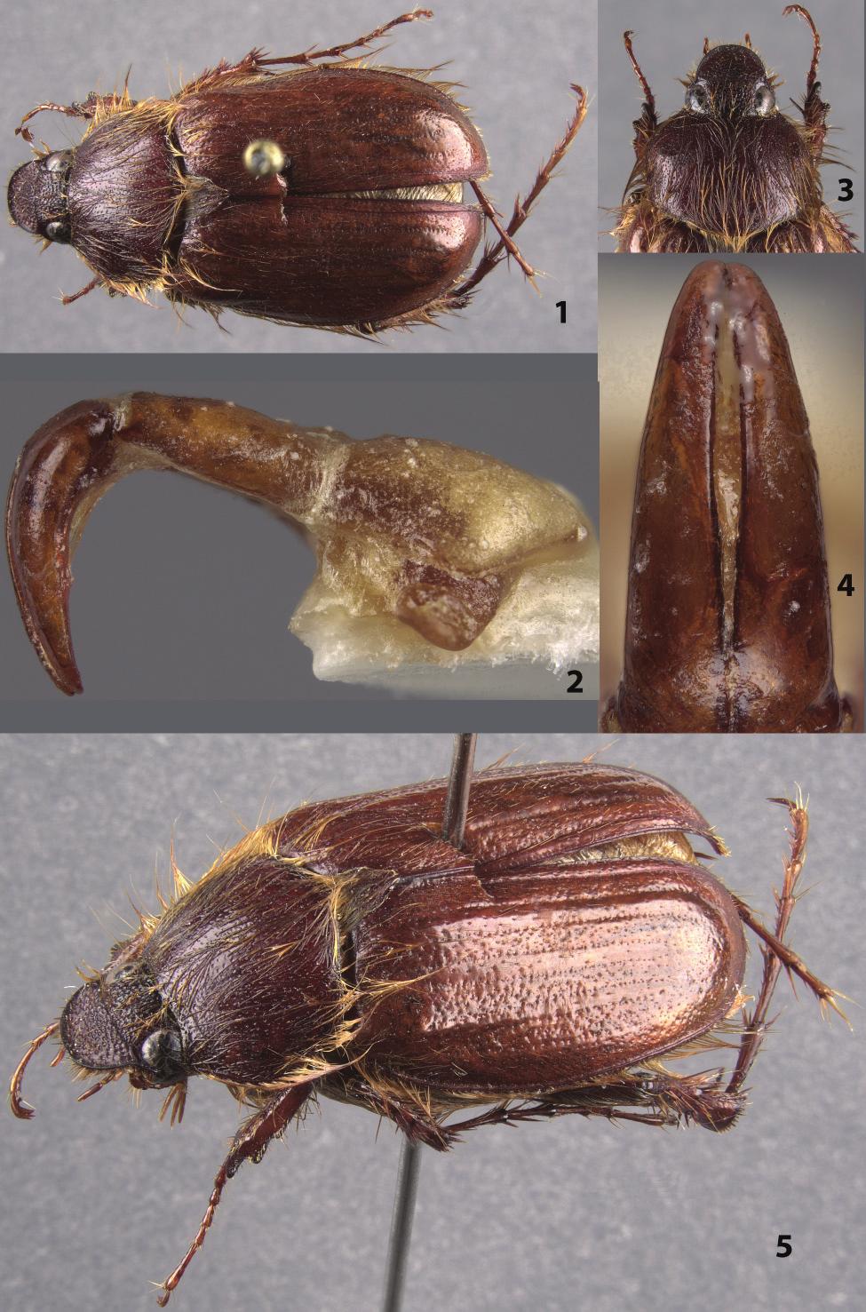 NEW TAXA IN TANYPROCTINI FROM CHILE INSECTA MUNDI 0464, January 2016 5 Figures 1 5.