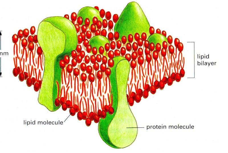 Cell Membranes Lipid bilayers of cell membranes like capacitors Typical capacitance: 35 pf (in reality factor of 10