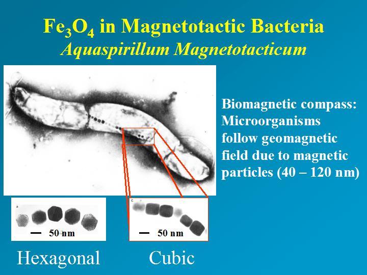 Magnetotactic bacteria Magnetotactic bacteria (MTB) (Blakemore, 1975) orient and migrate along the geomagnetic field towards