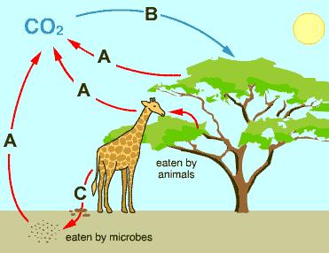 Biogeochemical cycles: The Carbon Cycle: The carbon cycle is a complex biogeochemical cycles, where carbon moves by various processes through different reservoirs.