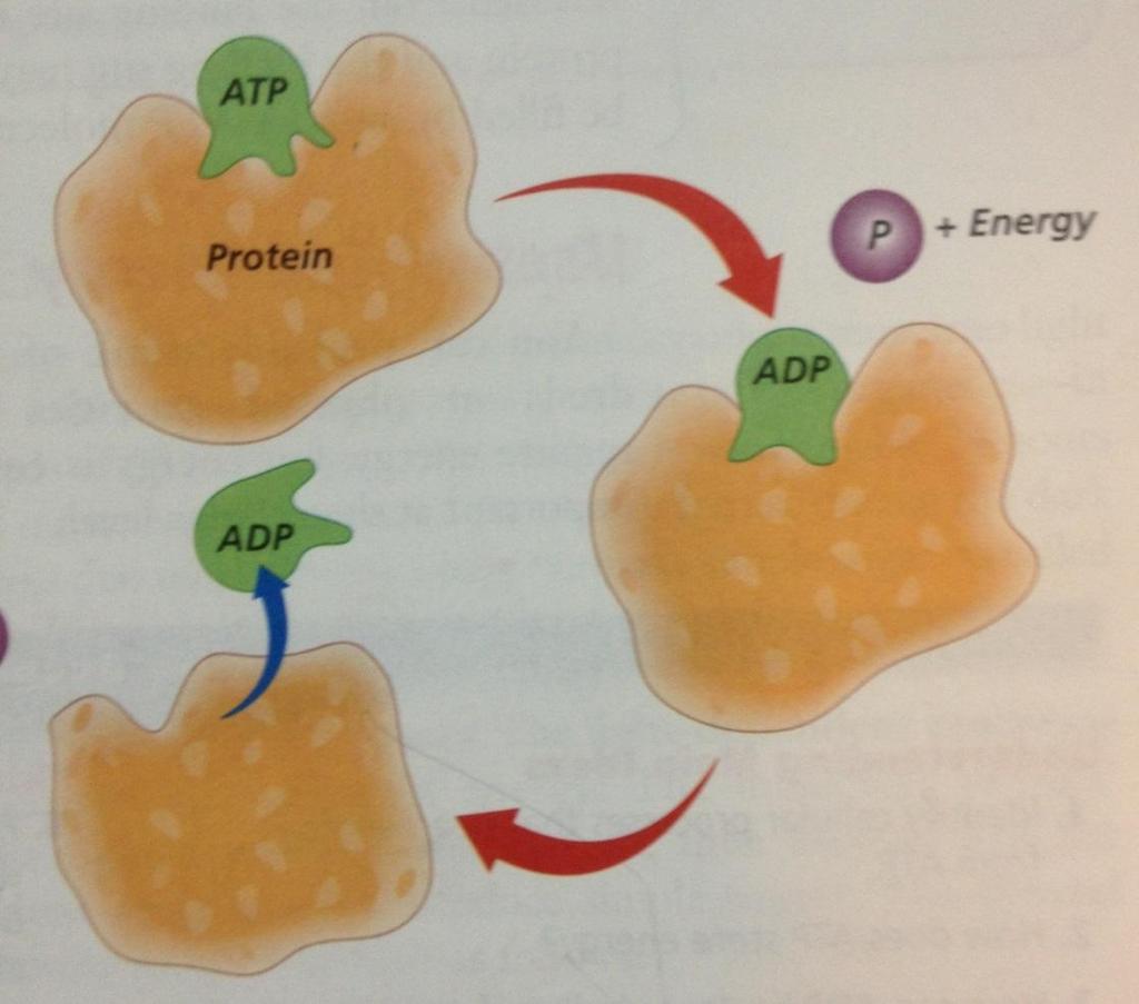 HOW DO THE CELLS GET THE ENERGY?