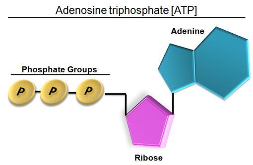 MAKE UP OF ATP: ATP = Adenosine triphosphate -