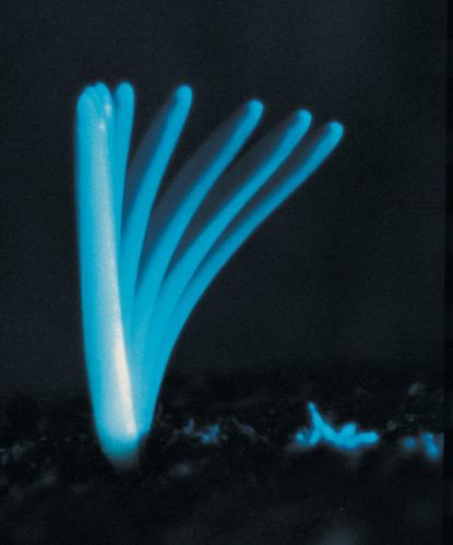 Blue Light and Photomorphogenesis Q: Figure 18.