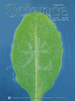 16 Changes in osmotic potential are required for stomatal opening