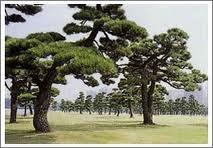 Example 7.20: Pines Consider Japanese black pines in a square sampling region in a natural region.