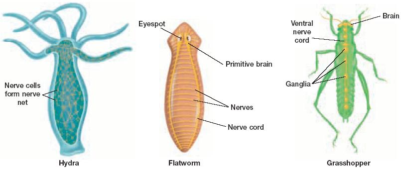 Section 2 Animal Body Systems Tissues and Organs, continued Conduction of Nerve Impulses The