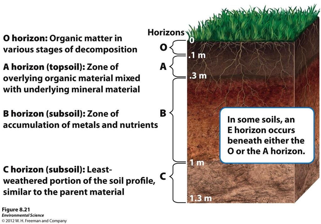 Soil Horizons Soils form and