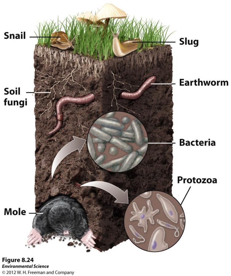 Biological Properties of Soil Many organisms are found in the soil