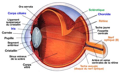 The human eye Continuity Medical framework Example of