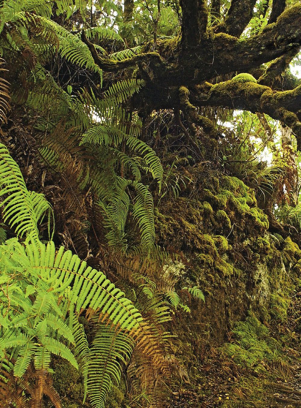 Tropical rain forests provide environments