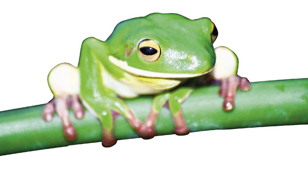 This frog s color helps it hide from its enemies. Some animals, such as chameleons and certain snakes, can change color. These animals can hide from their enemies.