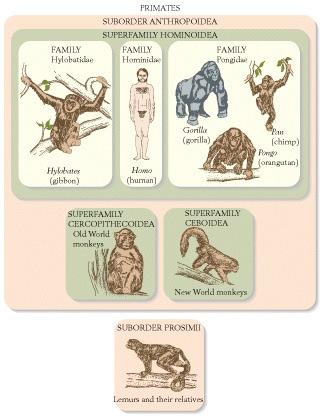 Human Evolution: Superfamily Hominoidea includes gibbons, man, and apes.