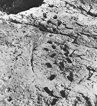 Bi-pedal Australopithecus tracks preserved in