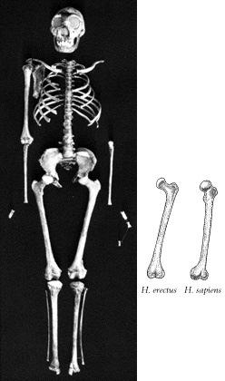 Homo erectus Bones of an 11 or 12 year