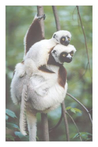 The lorises, lemurs, and pottos make up the oldest