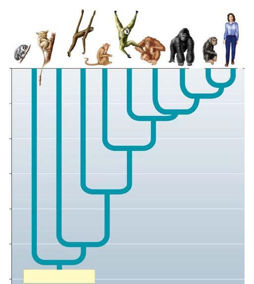 Three groups of primates Prosimians Monkeys Anthropoids Hominoids (apes) 0 Millions of years ago 10 20 30 40 50 Lorises,