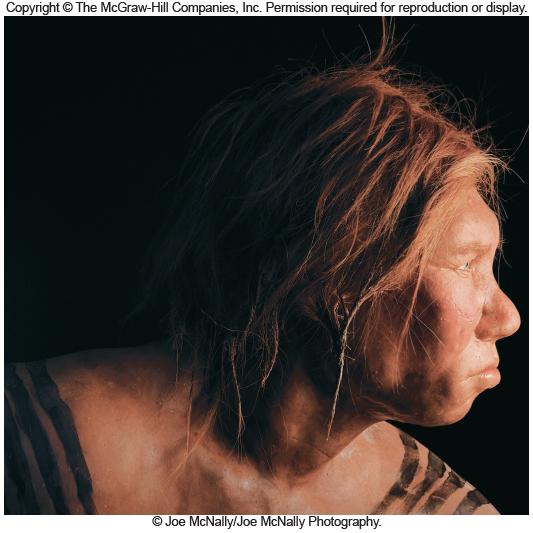 Neanderthals Revisited Neanderthals had variants of the FOXP2 gene - Possible speech Some had mutations in the MC1R gene - Had