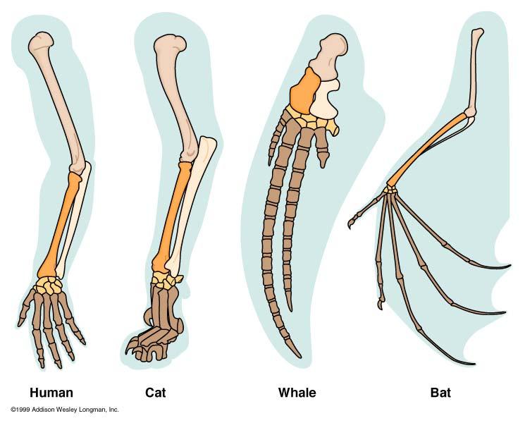 Comparative Anatomy (con t) Homologous Structures: share a common structure, but have different functions.