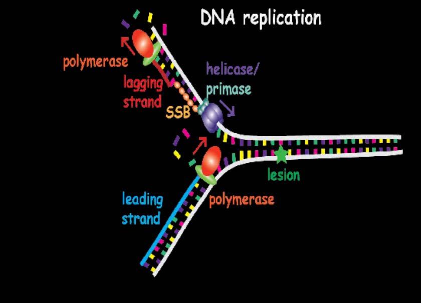3. Comparative Biochemistry All living things use DNA as their