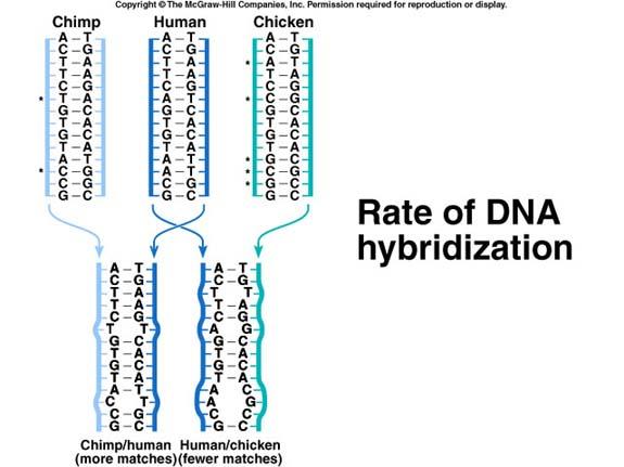 Comparing nucleotide sequences in DNA can