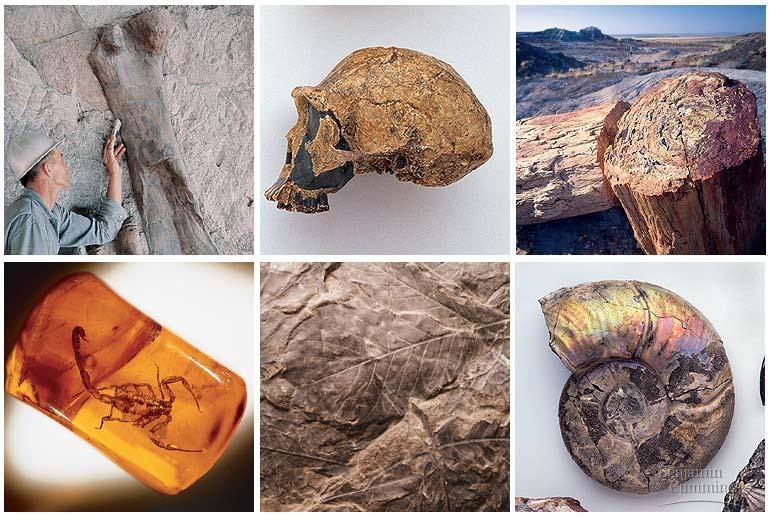 1. The Fossil Record Fossils: remains or traces of organisms that once lived, often found in