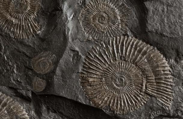 The fossil record shows change over time: The oldest fossils are