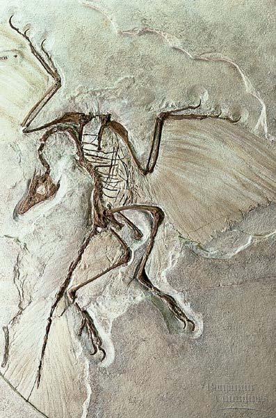 Transitional Fossils: link extinct