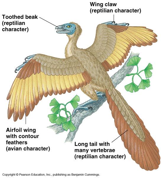 Archaeopteryx is a fossil taxon