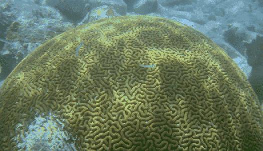Carbonate Producers: CNIDARIA Scleractinian Corals